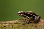 Marmorierter Baumsteiger - Pfeilgiftfrosch (Epipedobates boulengeri), Marbled Poison Frog