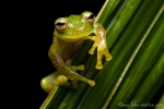 Glasfrosch (Espadarana prosoblepon), Emerald Glassfrog