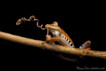 Baumfrosch (Hypsiboas maculateralis), Side-spotted treefrog