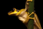 Baumfrosch (Osteocephalus yasuni), Yasuni Spinyback