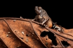 (Engystomops petersi), Amazonian Rioter-Frog