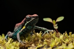 Giftfrosch - Ecuador Baumsteiger (Ameerega bilinguis), Ruby Poison Frog