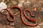 Baumschlange (Siphlophis compressus), Red-eyed Liana Snake