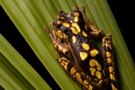Baumfrosch (Hypsiboas picturatus), Imbabura treefrog