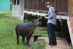 Ziemlich schlaues und sehr verfressenes Tapir-Kind