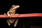 Baumfrosch (Hypsiboas lanciformis), Basin Treefrog