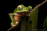 Gespenster-Makifrosch oder Weißstreifen-Makifrosch (Phyllomedusa vaillanti), White-lined Monkey Frog