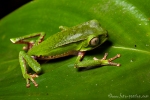 Gespenster-Makifrosch oder Weißstreifen-Makifrosch (Phyllomedusa vaillanti), White-lined Monkey Frog