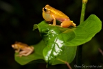 Oberer Amazonas Baumfrosch (Dendropsophus bifurcus), Royal Clownfrog