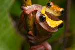Oberer Amazonas Baumfrosch (Dendropsophus bifurcus), Royal Clownfrog