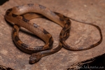 Gebänderte Katzenaugen-Schlange (Leptodeira annulata), Cat-eyed snake