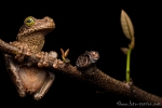 Gladiator Baumfrosch (Hypsiboas boans), Gladiator treefrog