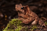 Falllaubkröte (Rhinella dapsilis), Sharp-snouted Toad