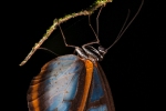 Glasflügel-Schmetterling, Glasswing butterfly