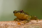 Grüner Regenfrosch (Pristimantis acuminatus), Acuminate Rainfrog
