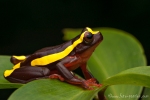 Oberer Amazonas Baumfrosch (Dendropsophus bifurcus), Royal Clownfrog