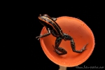 Amazonas Gift-Frosch (Ranitomeya ventrimaculata), Amazonian Poison-Frog