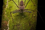 Schwanzloser Peitschen-Skorpion (Phrynus gervaisii), Tailless Whip Scorpion