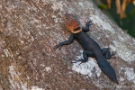 Dornschwanzleguan (Uracentron flaviceps), Tropical Thornytail-Iguana