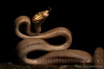 Baum-Boa (Corallus hortolanus), Amazon Tree Boa