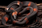 Mondnatter (Oxyrophus petolarius), Banded Calico Snake
