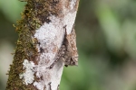 Fledermäuse verschlafen den Tag an einem Baum