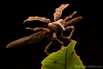 Rüsselkäfer (Curculionidae), True Weevil