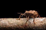 Rüsselkäfer (Curculionidae), True Weevil