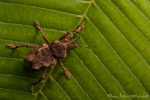 Rüsselkäfer (Curculionidae), True Weevil