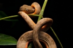 Junge Amazonas- bzw. Garten-Boa (Corallus hortulanus)