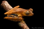 Baumfrosch (Hypsiboas maculateralis), Side-spotted Treefrog