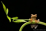 Baumfrosch (Osteocephalus planiceps), Plain Spinyback