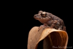 Oberer Amazonas Regenfrosch (Pristimantis altamazonicus), Upper-Amazon Rainfrog