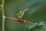 Farbenprächtiger Kolibri (Nektarvogel)