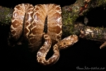 Baum-Boa (Corallus hortolanus), Amazon Tree Boa