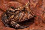 Amazonas Hornfrosch (ceratophrys cornuta) Amazon Horned-Frog