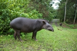 Tapir