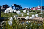 Wollgras und bunte Häuser - Ilulissat