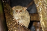 Koboldmaki (Tarsius Tarsiidae) - kleine, nachtaktive, baumbewohnende Affenart