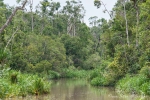 Dichte Dschungelvegetation säumt die Ufer