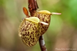 Kannenpflanze (Nepenthes)