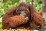 Das Orang Utan-Männchen genießt seine Vormachtstellung sichtlich