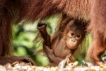 Dieses Orang Utan-Baby ist noch ganz neu