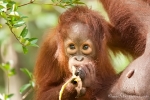 Angst oder eher Neugier - junger Orang Utan