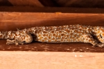 Tokeh (Gekko gecko) - Dieser Gecko ist gut 30 cm lang