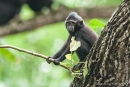 Kleiner Affe - kleiner Ast - Junger Schopfmakake (Macaca nigra)