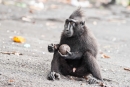 Schopfmakake (Macaca nigra) am Strand von Sulawesi