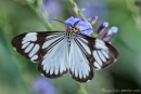 Hübscher Schmetterling