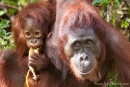 Orang Utan-Weibchen mit ihrem Nachwuchs