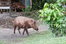 Hier im Camp geht sogar ein Schwein spazieren